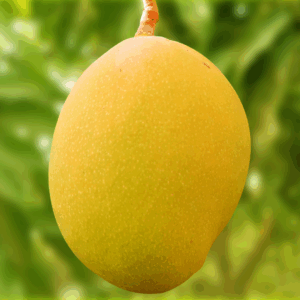 Sản Phẩm Xoài Tươi